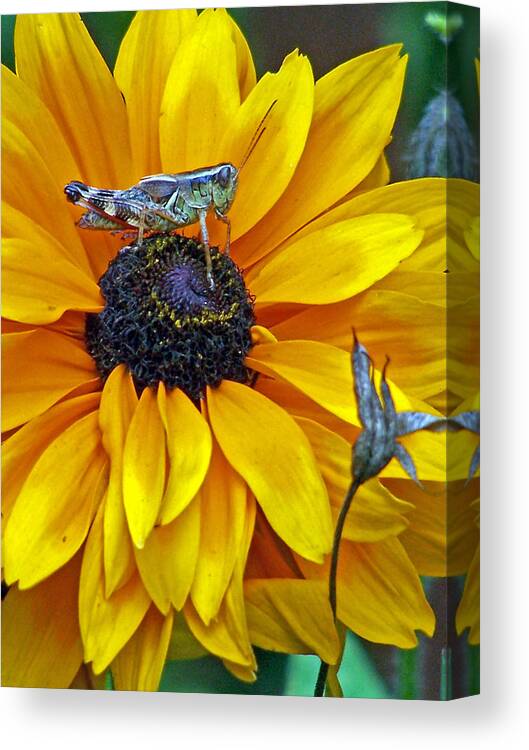 Insects Canvas Print featuring the photograph Grasshopper and Susan by Jennifer Robin