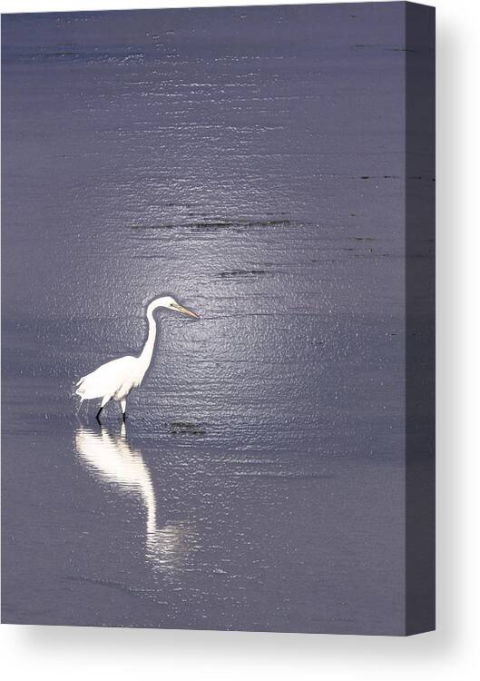 Great Egret Canvas Print featuring the photograph Great Egret by Steven Sparks