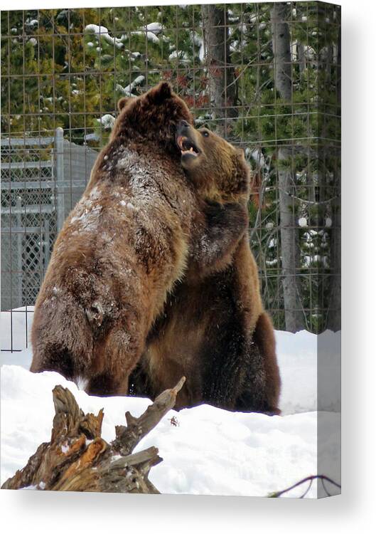 Grizzly Canvas Print featuring the photograph Grizzly Fun by Cindy Murphy - NightVisions