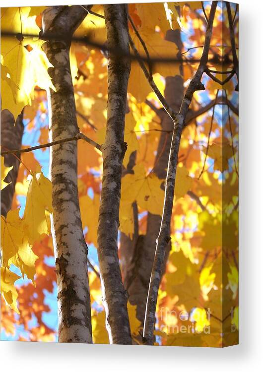 Trees Canvas Print featuring the photograph Growing Gold - Photograph by Jackie Mueller-Jones