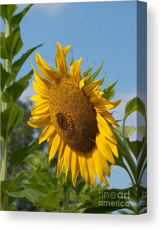 Sunflower Canvas Print featuring the photograph Growing Up by Ann Horn