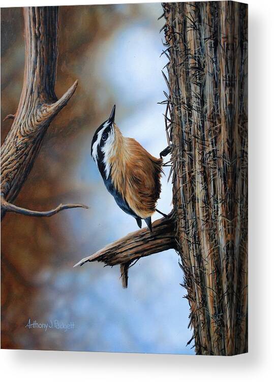 Nuthatch Canvas Print featuring the painting Hangin Out - Nuthatch by Anthony J Padgett