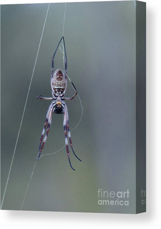 Spider Canvas Print featuring the photograph Australian Spider by Phil Banks