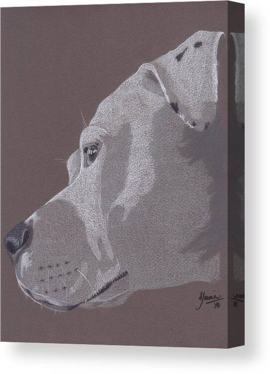 Pit Bull Canvas Print featuring the drawing Harlo by Stacey Jasmin