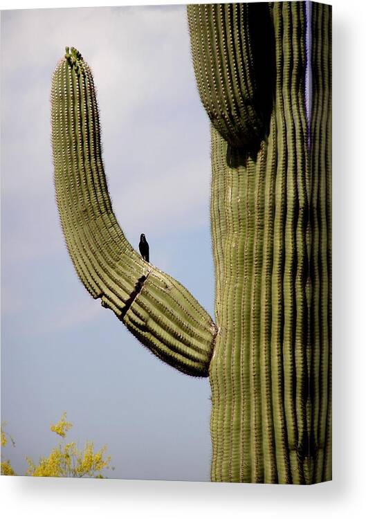 Cactus Canvas Print featuring the photograph Hello Little Bird by Jeanette Oberholtzer