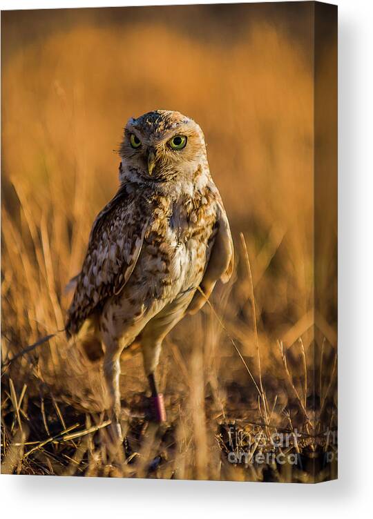 Burrowing Owl Canvas Print featuring the photograph Hunting Burrowing Owl at Sunset by Dean Birinyi