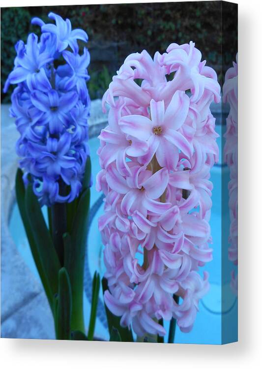Flowers Canvas Print featuring the photograph Hyacinth 1 by Ron Kandt