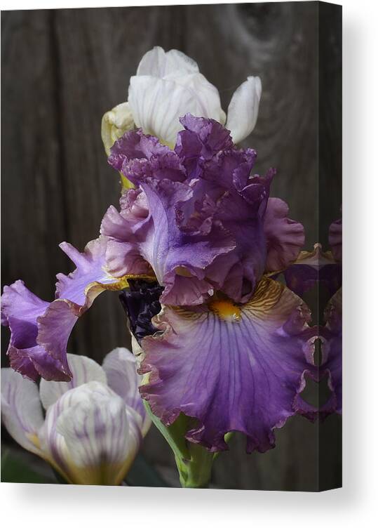 Botanical Canvas Print featuring the photograph Icing on Lavender Iris by Richard Thomas