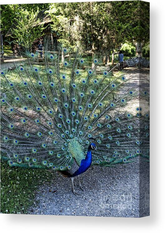 Peacock Canvas Print featuring the photograph In all His Glory by Brenda Kean