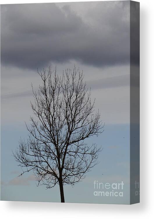 Tree Canvas Print featuring the photograph In between by Karin Ravasio
