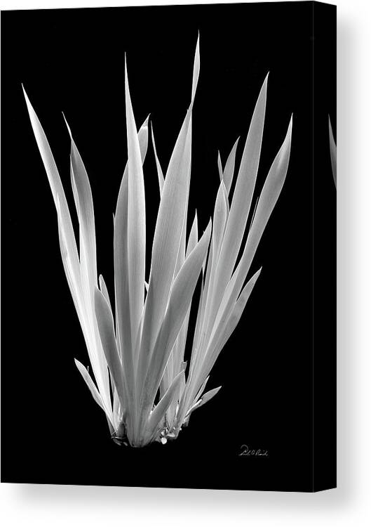 Black & White Canvas Print featuring the photograph Iris Leaves by Frederic A Reinecke