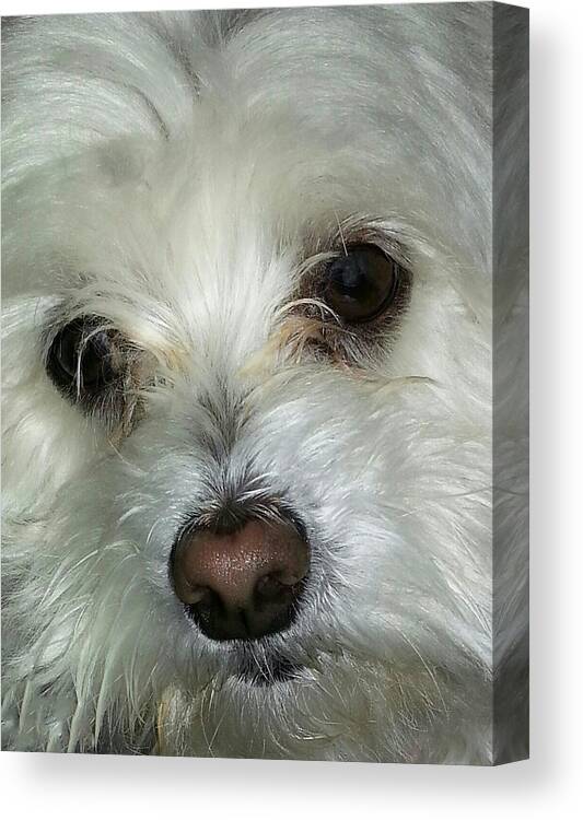 Irresistible Chloe Canvas Print featuring the photograph Irresistible Chloe by Emmy Marie Vickers
