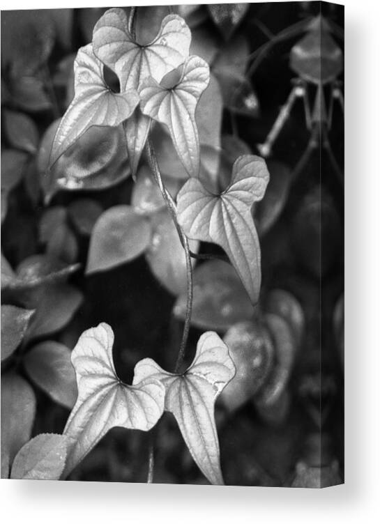 Ansel Adams Canvas Print featuring the photograph ivy by Curtis J Neeley Jr