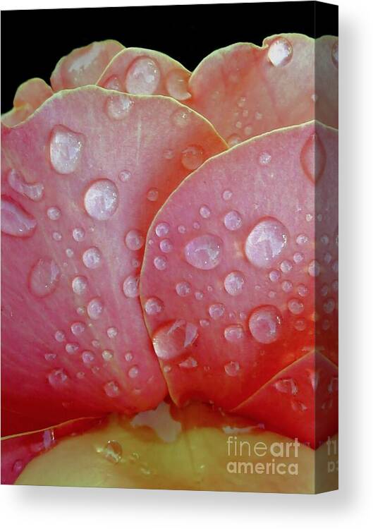 Raindrop Canvas Print featuring the photograph Juicy Petals by Patricia Strand