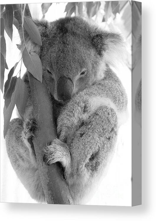 #faatoppicks Canvas Print featuring the photograph Koala Bear by Terry Burgess