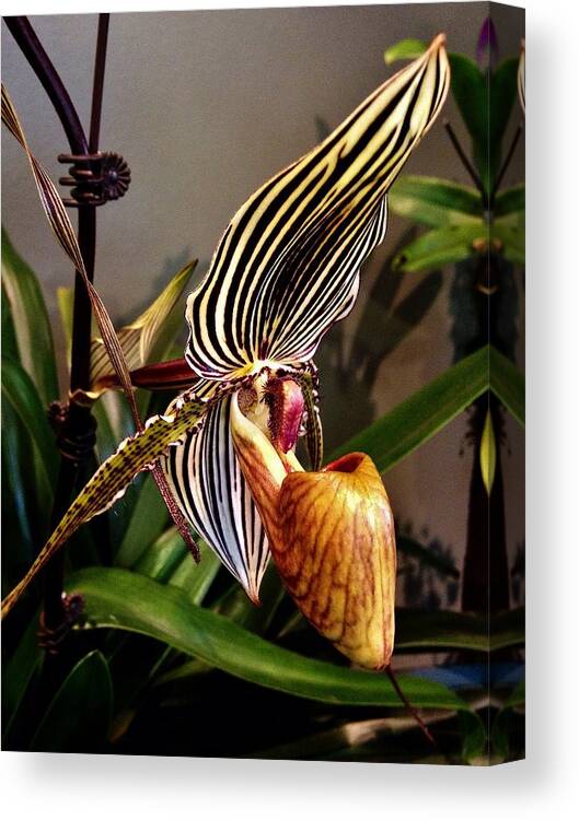 Lady Slipper Canvas Print featuring the photograph Lady Slipper Orchid by Bruce Bley