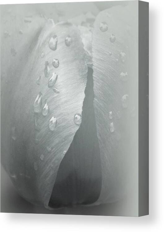 Light Blue Tulips Canvas Print featuring the photograph Lagrimas by The Art Of Marilyn Ridoutt-Greene