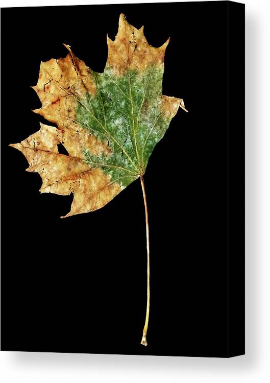 Leaf Canvas Print featuring the photograph Leaf 9 by David J Bookbinder