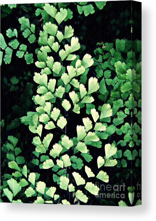 Leaf Canvas Print featuring the photograph Leaf Abstract 15 by Sarah Loft