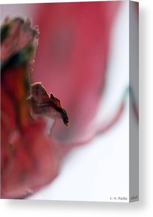 Abstract Canvas Print featuring the photograph Leaf Abstract II by Lauren Radke