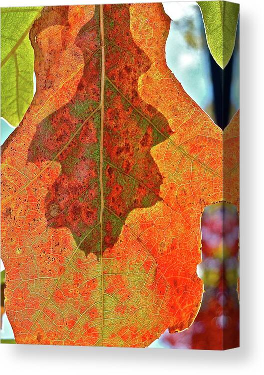 Nature Canvas Print featuring the photograph Leaf Behind by Diana Hatcher