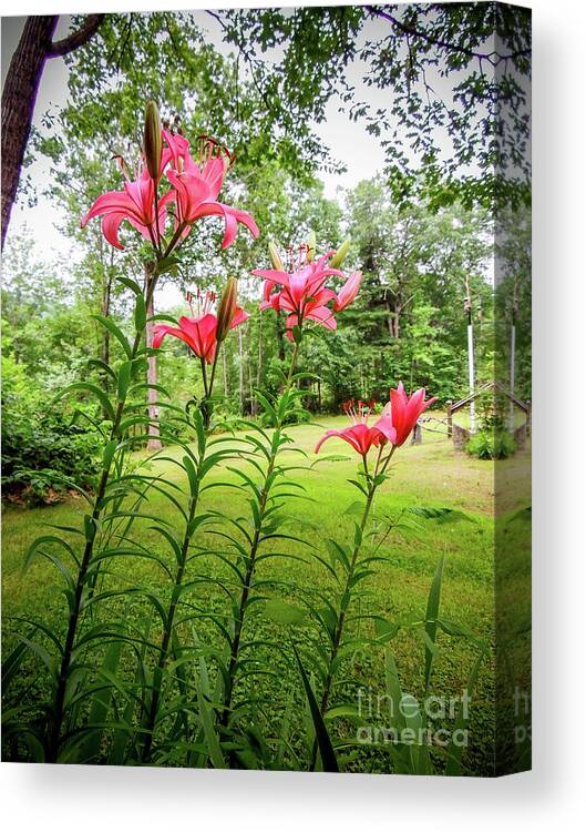 Lillies Canvas Print featuring the photograph Lilies in the pink by Mim White