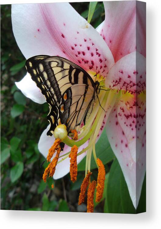 Butterfly Canvas Print featuring the photograph Liliy Stalker by Susan Esbensen