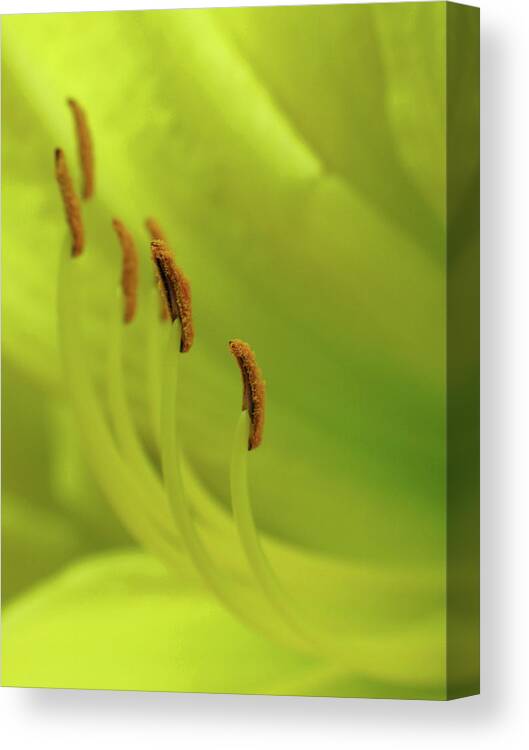 Lily Canvas Print featuring the photograph Lining Up for Love by Juergen Roth