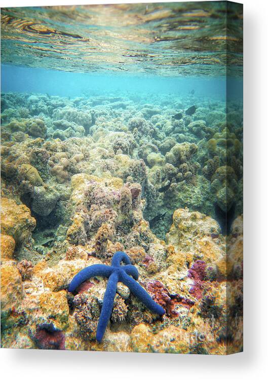 Coral Reef Canvas Print featuring the photograph Linkia Love by Becqi Sherman