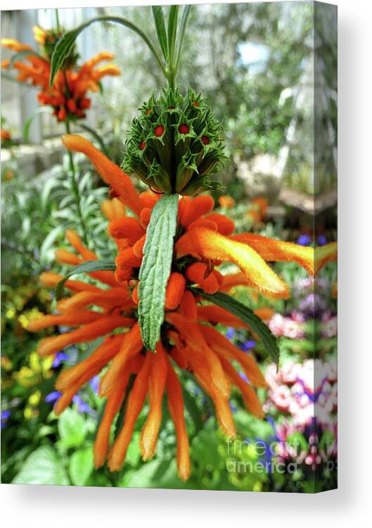 Flower Canvas Print featuring the photograph Lion's Tail Salvia by Jean Wright