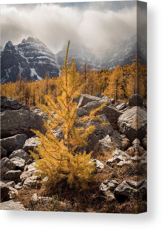 Larch Canvas Print featuring the photograph Little One by Emily Dickey