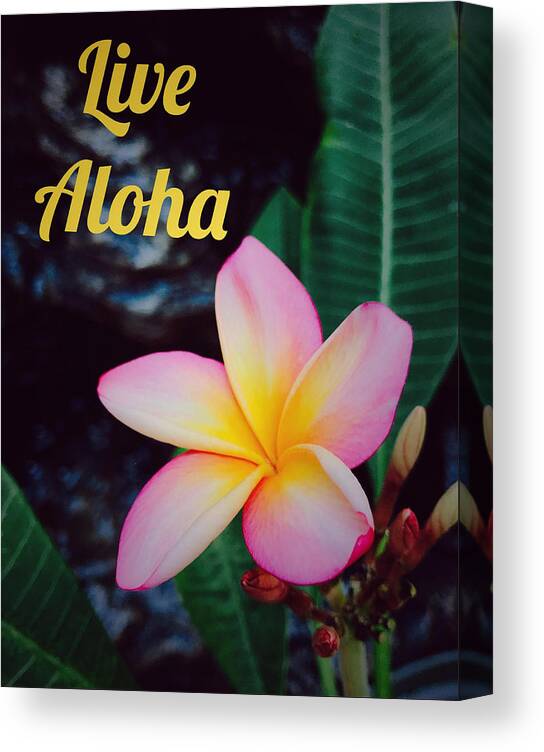 Live Canvas Print featuring the photograph Live Aloha by Steph Gabler