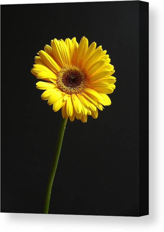 Gerber Daisy Canvas Print featuring the photograph Looking Up by Juergen Roth