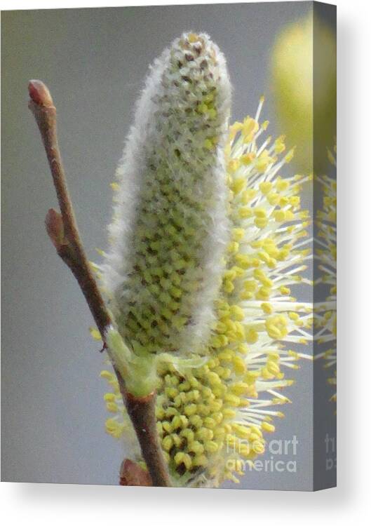 Spring Canvas Print featuring the photograph Lovely spring by Karin Ravasio