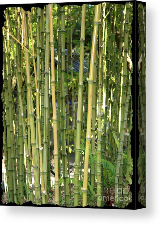 Bamboo Canvas Print featuring the photograph Lucky Bamboo by Carol Groenen