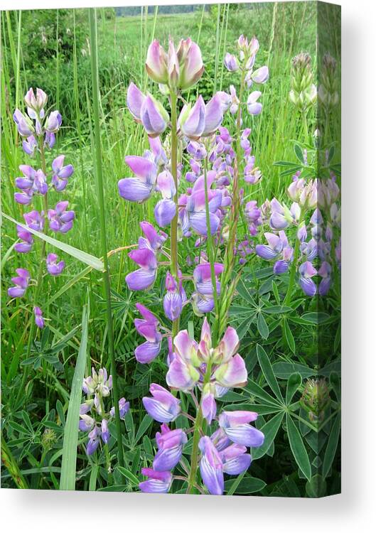 Streambank Lupine Canvas Print featuring the photograph Lupine Time by I'ina Van Lawick