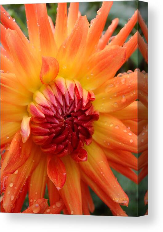 Flower Canvas Print featuring the photograph Luscious by Donna Blackhall