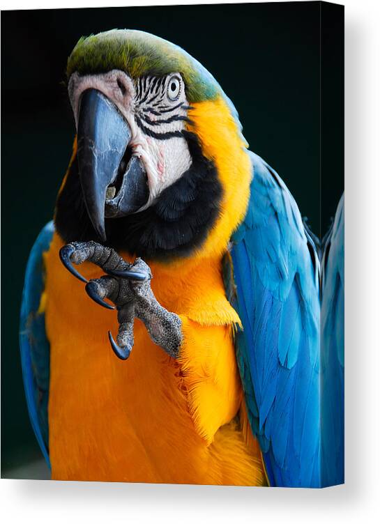 Bird Canvas Print featuring the photograph Macaw by Harry Spitz