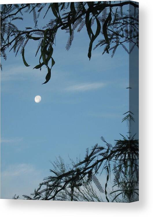 Mesquite Canvas Print featuring the photograph Mesquite Growing Season by Judith Lauter