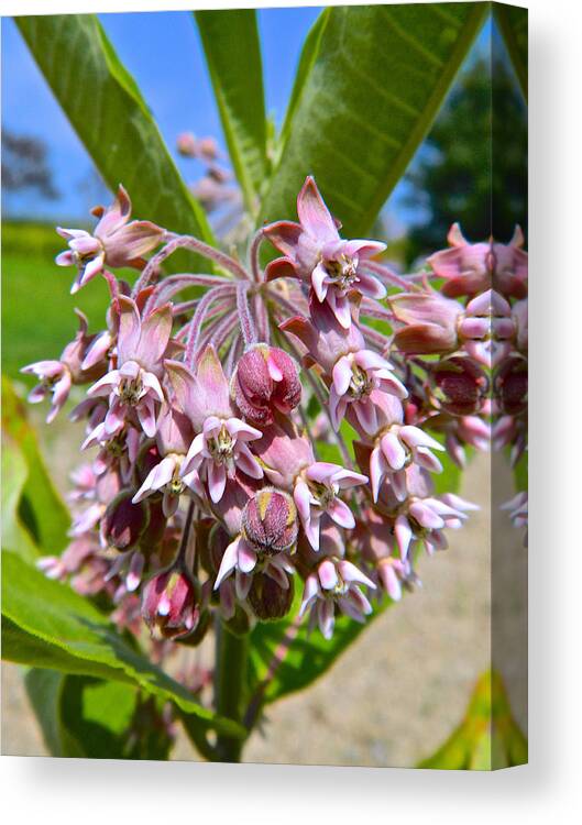 Milkweed Canvas Print featuring the photograph Milkweed Beauty by Randy Rosenberger
