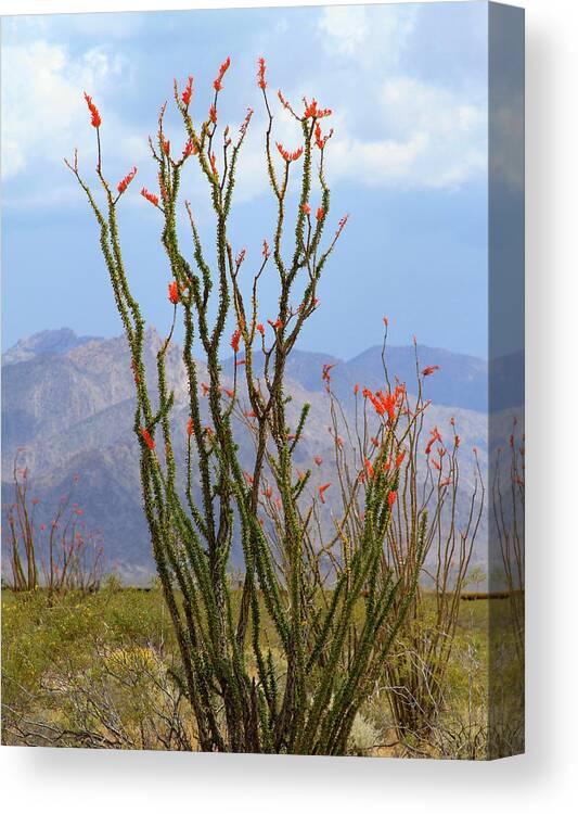 Mohave Ocotillo Canvas Print featuring the photograph Mohave Ocotillo by Bonnie Follett