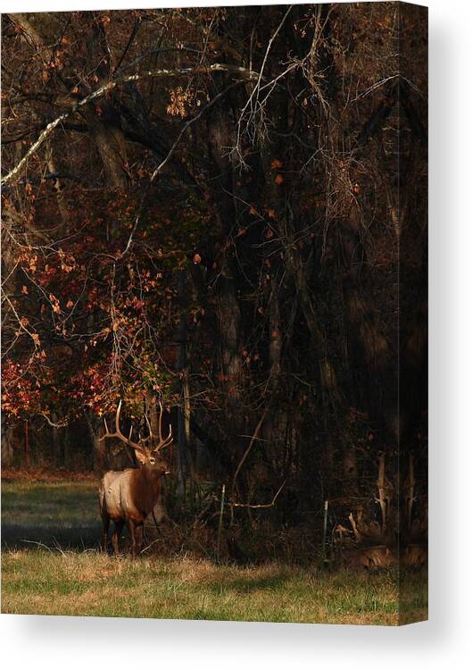 Bull Elk Canvas Print featuring the photograph Monarch Joins the Rut by Michael Dougherty