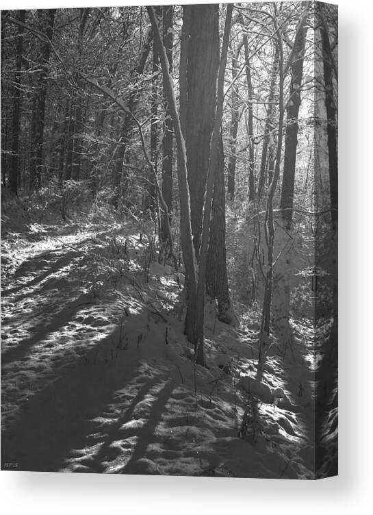 Photography Canvas Print featuring the photograph Morning In A Winter Forest by Phil Perkins