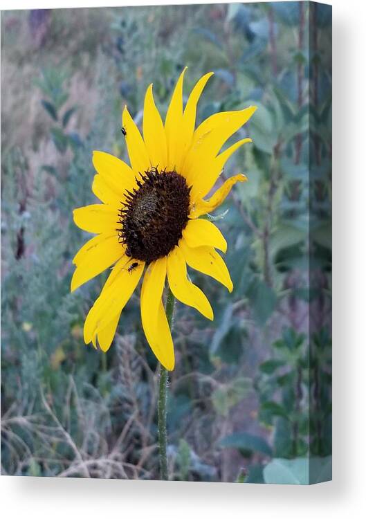 Beautiful Canvas Print featuring the photograph Mountain Daisy by Rob Hans
