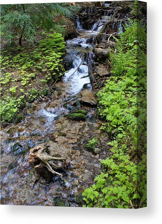 Nature Canvas Print featuring the photograph Mt. Spokane Creek 2 by Ben Upham III