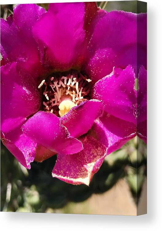 Cactus Canvas Print featuring the photograph My Petals Runneth Over by Brad Hodges