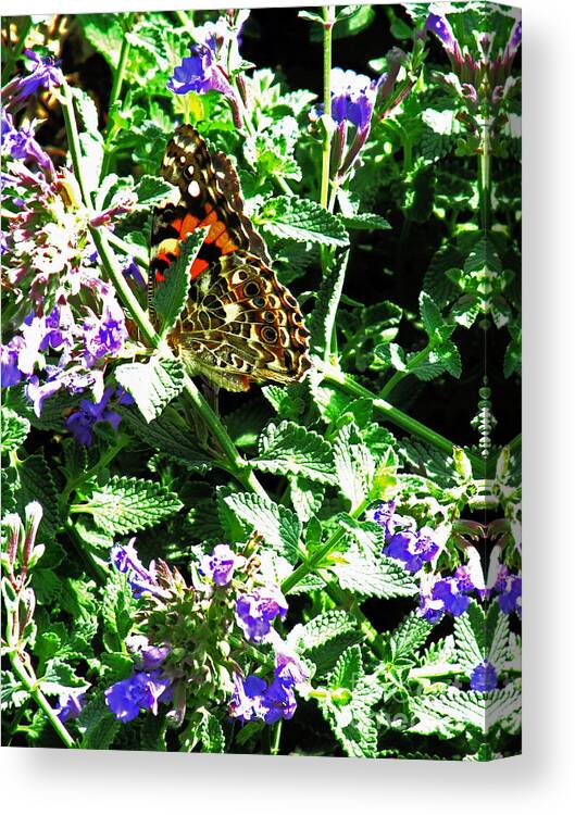 Butterfly Canvas Print featuring the photograph Nature by Don Baker
