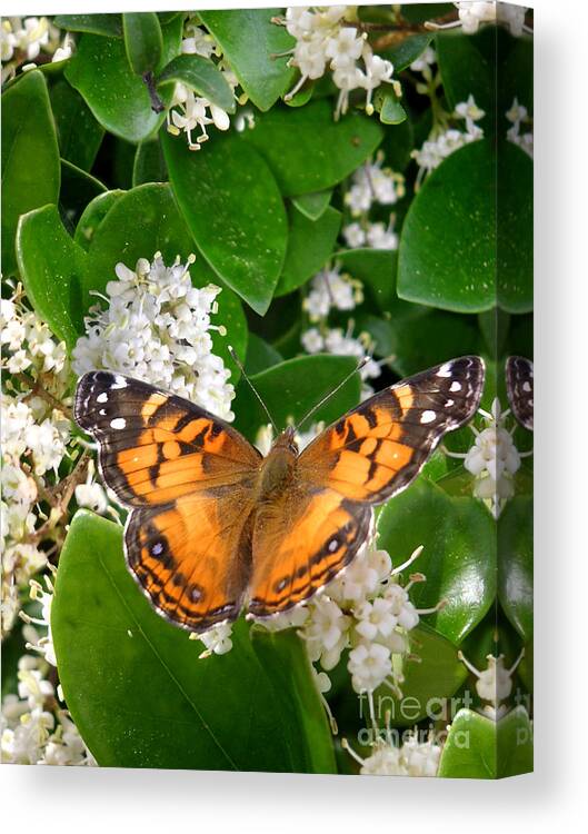 Nature Canvas Print featuring the photograph Nature In The Wild - On Golden Wings by Lucyna A M Green