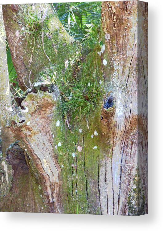 Nature Canvas Print featuring the photograph Nature's Abstract by Rosalie Scanlon