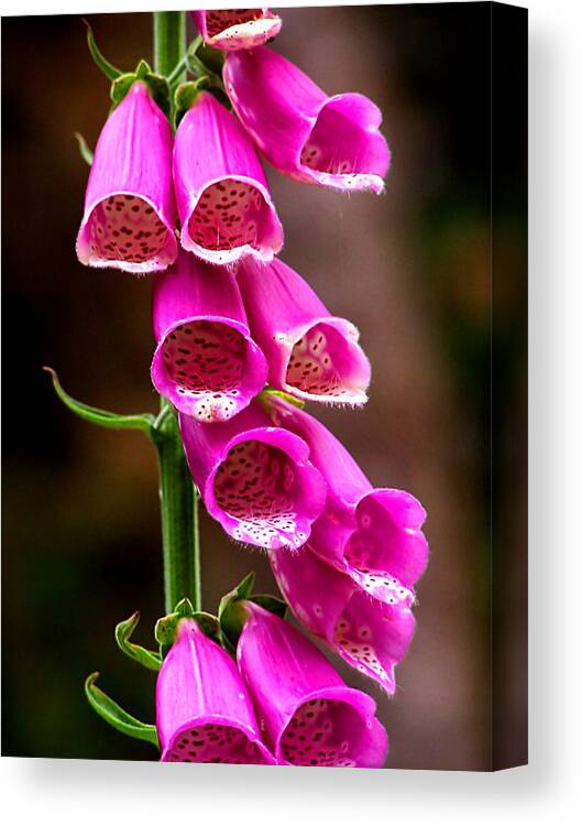 Flower Canvas Print featuring the photograph Neon Blooms by Steven Myers